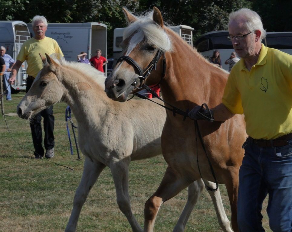 Pferde- und Hobbymarkt Burgdorf