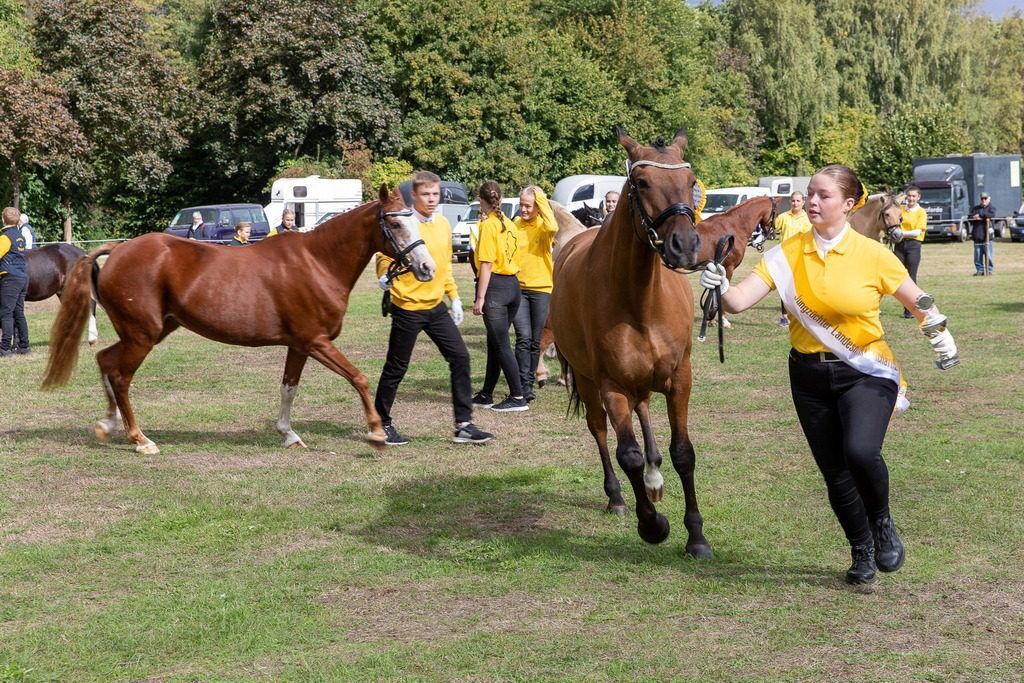 Pferde- & Hobbytiermarkt Burgdorf