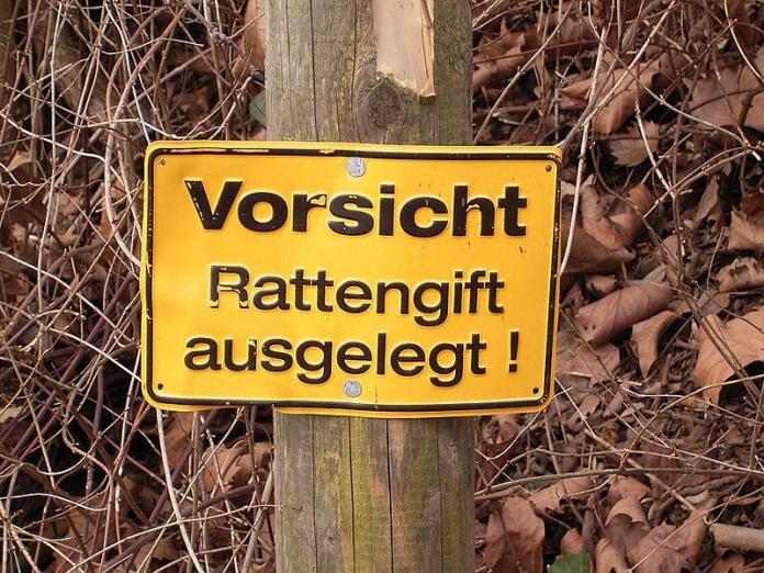 Rattenbekämpfung