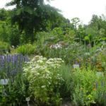© LSV - Heilpflanzen Garten Lehrte