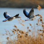 Wildgänse © wirestock auf Freepik