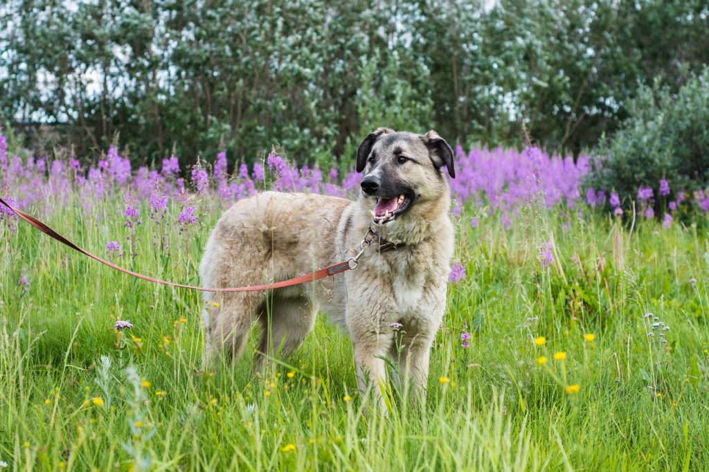 Hund an Leine im Feld