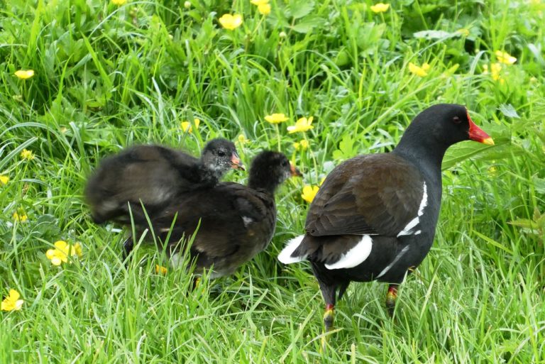 Vögel im Gras