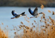 Gänse im Aufwind – doch wem fliegen sie um die Ohren? Wildgänse © wirestock auf Freepik